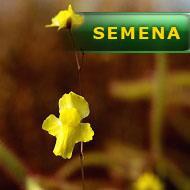 Semena | Utricularia subulata - Bublinatka šídlovitá
