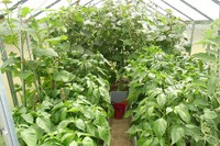 Skleník Limes Hobby H 6/3,5