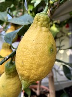 Substrát pro citrusy, fíkovníky, olivovníky a středomořské byliny | minisubstrát | 1 litr