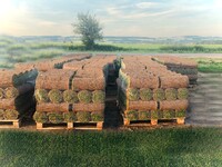 Trávníkový koberec /k vlastní pokládce/