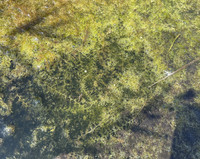 Utricularia australis | bublinatka jižní | vodní do jezírka | dospělá rostlina