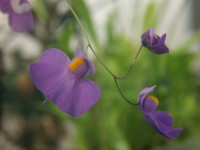 Utricularia longifolia | Bublinatka dlouholistá | dospělá rostlina