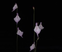 Utricularia pubescens | Bublinatka penízková