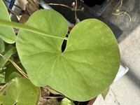 Utricularia reniformis | obří forma | dospělá rostlina - prýt